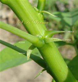  Stipules